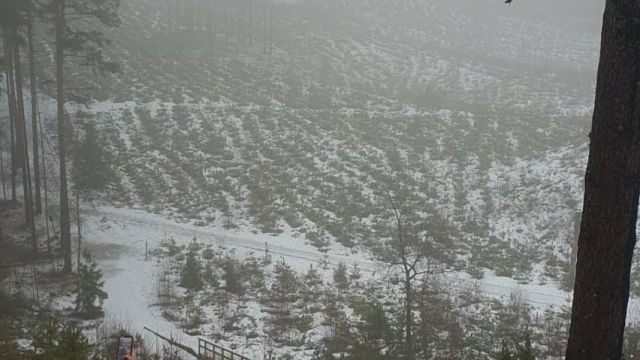 Zvirgzdes baltajā kāpā