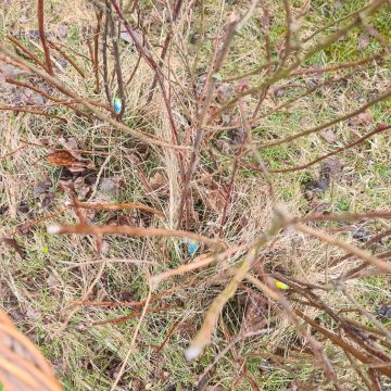 Lieldienu aktivitātes