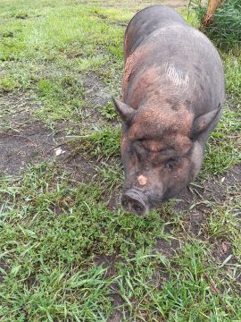 Papes Ķoņu ciema iedzīvotaja, cūka Rūta.